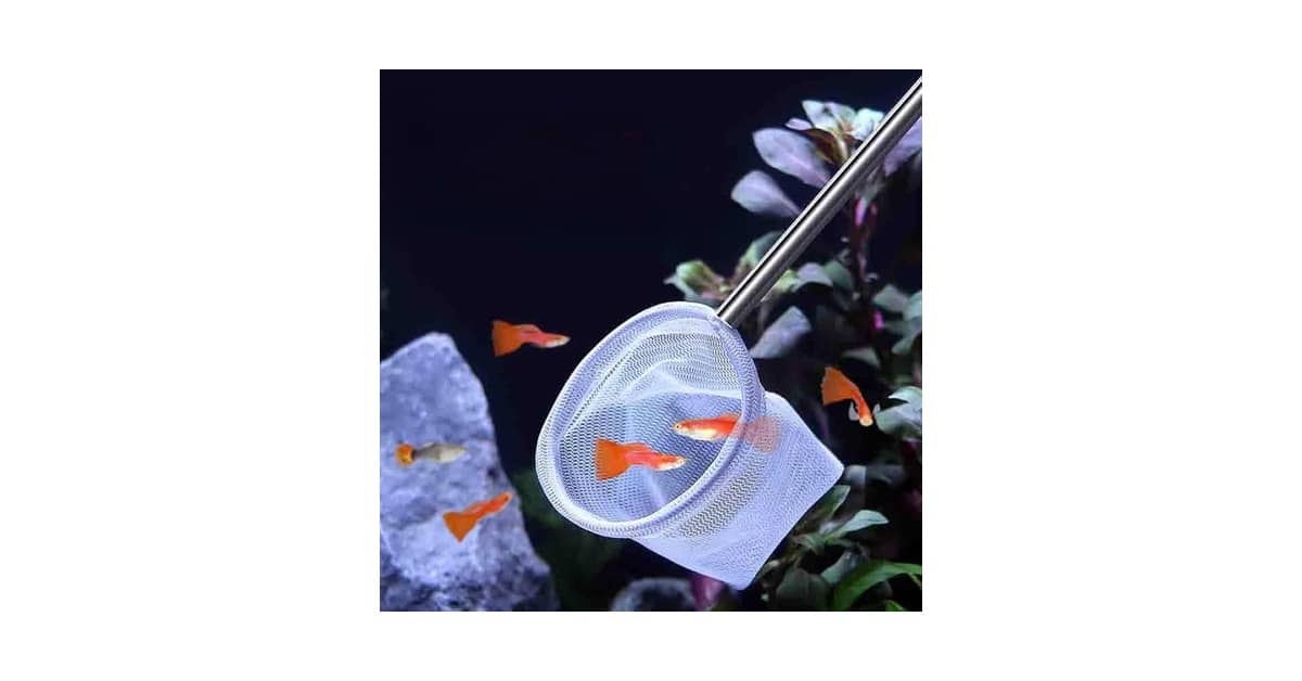 Qual é o Melhor Camarão Limpador para Aquário? Top!