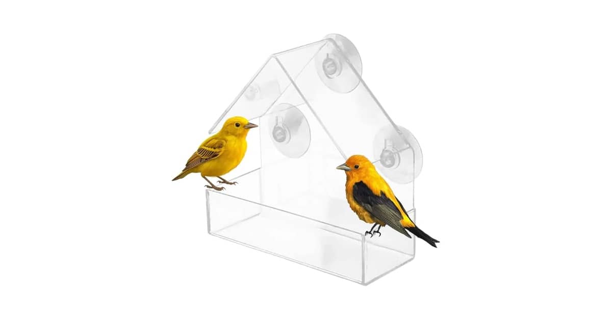 Qual É o Melhor Comedouro de Janela? 10 Opções Para Observar Aves