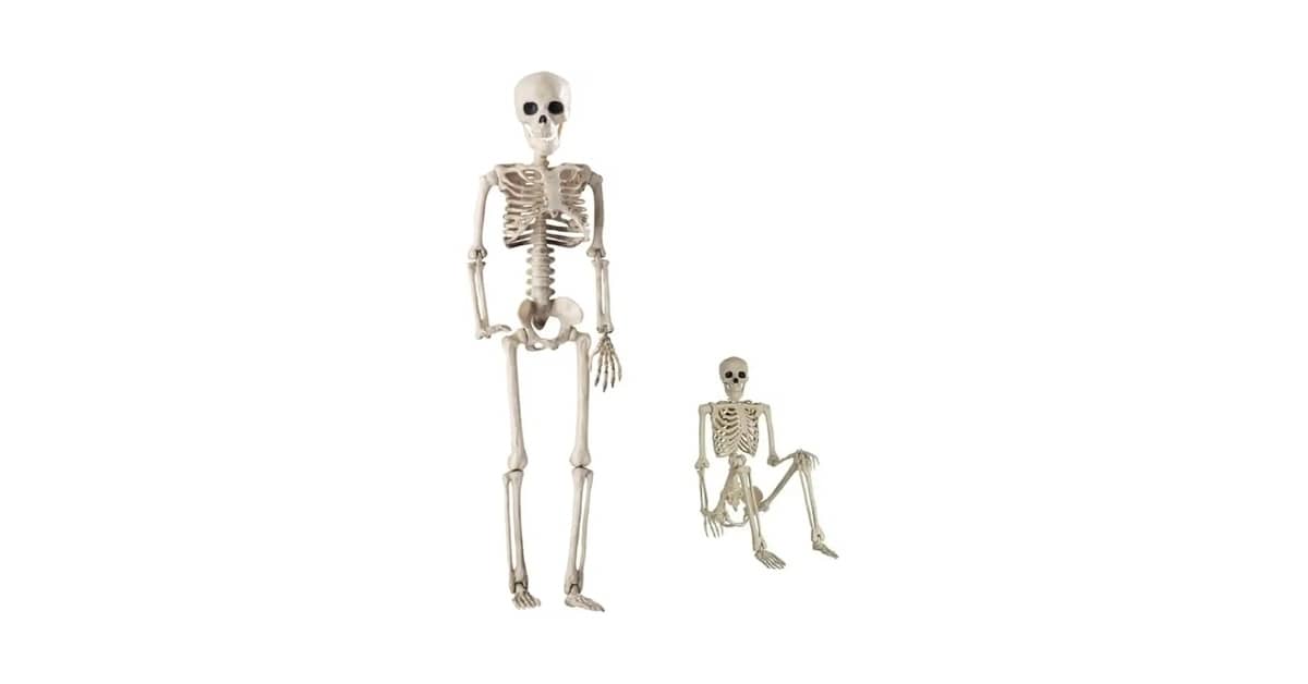 Qual é o Melhor Esqueleto Humano Para Estudo de Anatomia? Guia de Compra