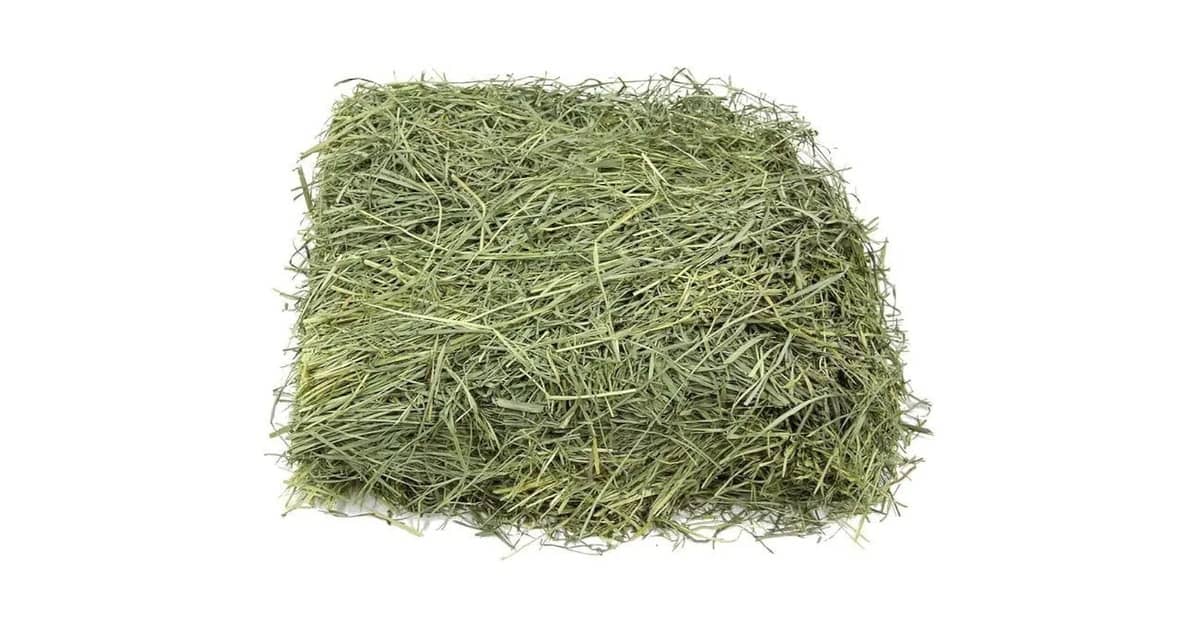 Qual é o Melhor Feno de Alfafa? Guia Nutricional