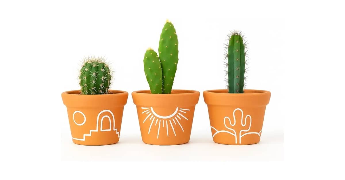 Qual é o Melhor Vaso para Suculenta? 10 Modelos