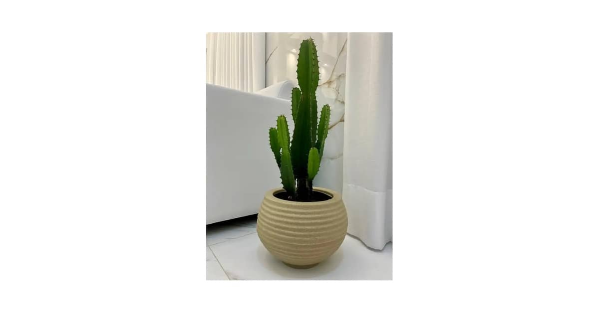 Qual o Melhor Vaso para Colocar Zamioculca: Guia Essencial