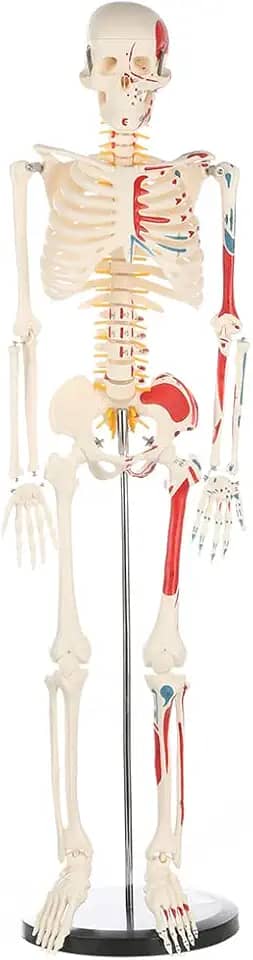 breesky Modelo de Esqueleto Humano para Anatomia Mini Modelo de Esqueleto Humano com Suporte de Metal-33,4' de Altura com Braços E Pernas Removíveis, Estudo Científico Pintado, Inserção Muscular Numer