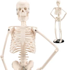 Esqueleto Humano Anatomia 45CM, Modelo de Mini Esqueleto com Juntas Móveis, Tampa de Caveira Removível