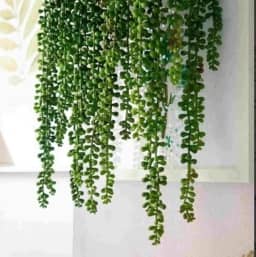 Suculenta Pendente Artificial Com 3 Ramos De 60, 70 E 80 Cm.