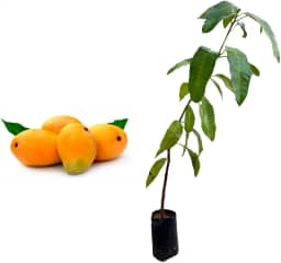 Muda de Manga Coquinho (Mangifera indica) de 20 a 40cm – frutífera p/vaso, solo, precoce, produção intensa, sabor adocicado, fácil cultivo e resistência ao calor