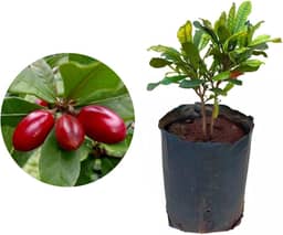 Muda de Fruta do Milagre (Synsepalum dulcificum) Altura de 20 a 40cm – planta frutífera exótica, altera o paladar, ideal para vasos ou solo, cultivo doméstico, quintais e coleções raras