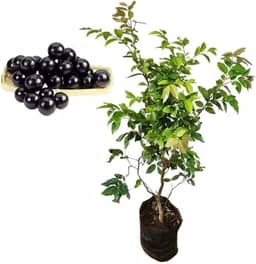 Muda de Jabuticaba (Plinia cauliflora) Altura de 20 a 40cm – planta frutífera nativa, ideal para vasos ou solo, frutos doces e suculentos, cultivo doméstico, pomares e quintais produtivos