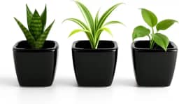 Kit 3 Mini Vasos De Cerâmica Preto Ou Branco, Estilo Minimalista, Ideal Para Suculentas, Arranjos E Decoração De Casa Ou Escritório (Preto, 4,5 de Altura)