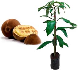 Muda de Cupuaçu (Theobroma grandiflorum) Altura de 20 a 40cm – planta frutífera amazônica, ideal para pomares, sítios e quintais, frutos aromáticos e polpa saborosa, cultivo tropical e produtivo