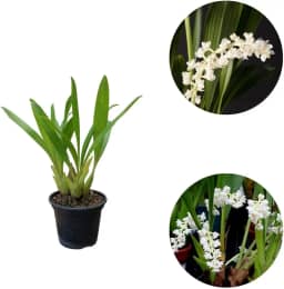 Orquídea Pipoca Eria Hyacinthoides Planta Rara Natural Vaso