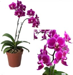 Orquídea Phalaenopsis Mini Flor Linda Exótica Rara Natural