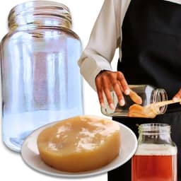 Kombucha Tradicional Scoby Colônia Viva Chá Fermentado Natural + Vidro 500ml com Tampa Original Caseiro Artesanal Probiótico Saudável Detox