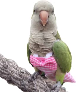 Fraldas para pássaros com fecho de pressão, roupas de voo, fraldas para papagaios de avião, roupas de papagaio, roupas de papagaio, roupas de fraldas para treinamento de pássaros (rosa, ararara-de-Hahn)
