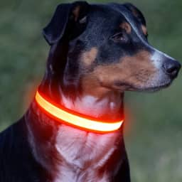 Vizpet Coleira de LED para cães, coleira de cachorro ajustável, recarregável, super brilhante, luz de segurança, coleira brilhante para cães (Média, laranja)