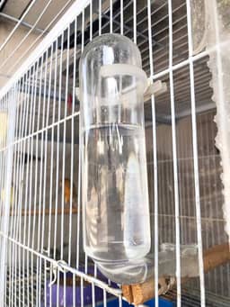 Dal Acessórios de Vidro - Kit 03 Bebedouros de Vidro com Bocal Reforçado para Calopsitas e Periquitos (40 ml)