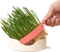 cultivo grama para gatos | cultivo grama gato hidropônico para catnip,Caixa plantio sem solo em forma peixe com bandeja malha para casa, gatil, pet shop, ao ar