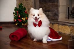 GRAVATA BORBOLETA DE NATAL PARA CÃES