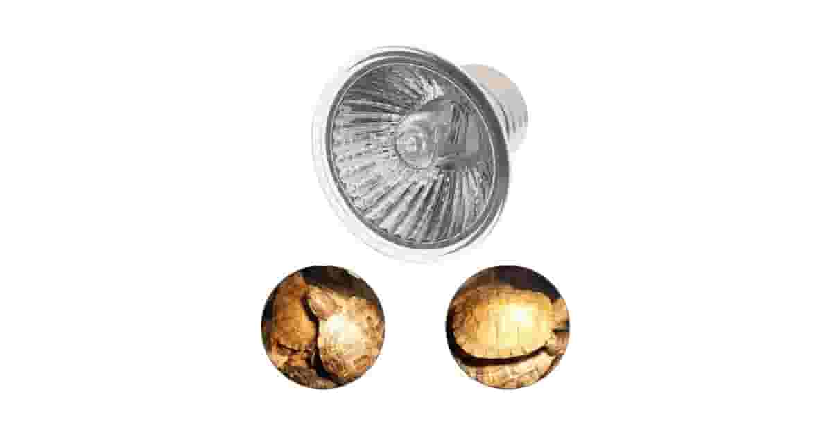 Qual é a Melhor Lâmpada UVB para Répteis? Guia de Tipos e Análises