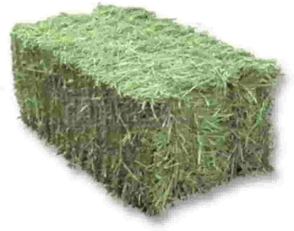 4 KG Feno Tifton 85 Verdinho para Porquinho da India e Roedores