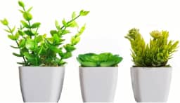 3 Mini Vasinhos Cerejeira, Palmeira/Coqueiro Suculentas Artificiais/Plantinha Artificial (KIT COM SUCULENTA)