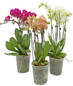 Vaso Pote 12 para Orquídeas Transparente Reforçado