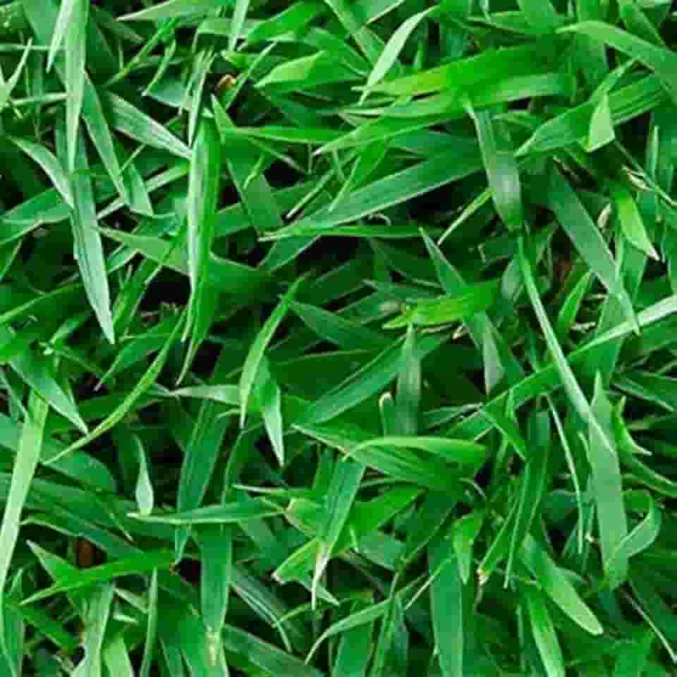 1 KG De sementes De Grama Esmeralda Americana (100% PURAS)