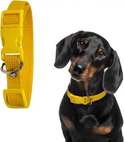 Coleira para Cachorro com Regulagem e Ajustável (AMARELO, M)