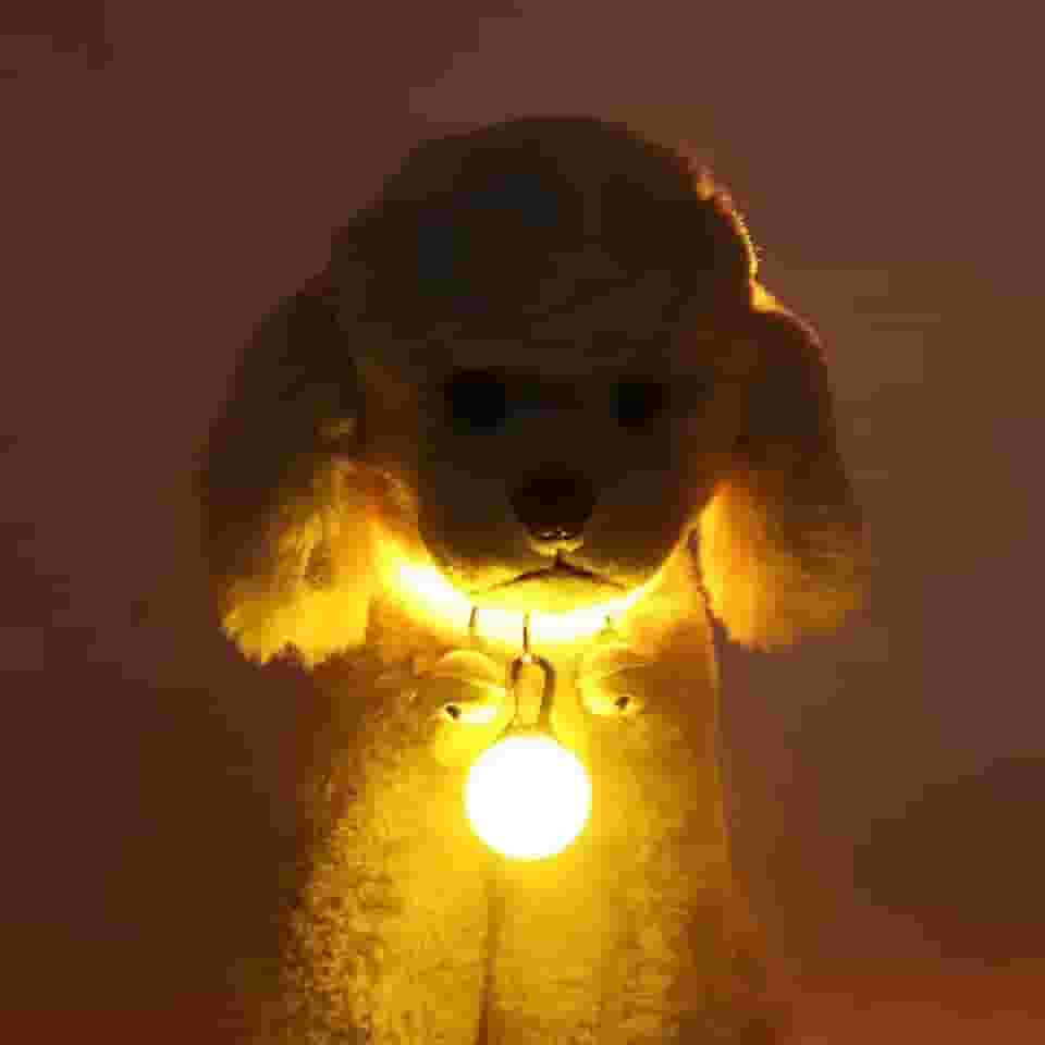 VAZZIC Coleira luminosa para gatos e cães, coleira luminosa fluorescente, recarregável por USB, coleira para cães para passeio noturno, coleira luminosa para cães