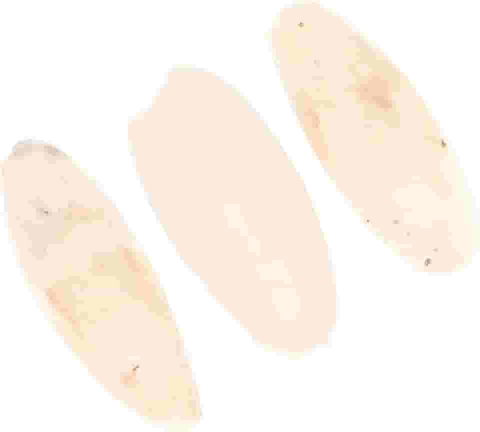 Scicalife Pássaro de Couveiro para periquitos, osso de carinho natural de 8 a 12 cm, osso de peixe de mastigar para bicos afiados, Pássaros Naturais, Cálcio Adequado para Papagaios de calopsitas, Conures de Budgie (bege)