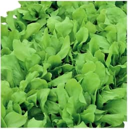 Kit 8 Cápsulas Almeirão Folha Larga HidroGarden – Sementes + Nutrientes A e B + Esponjas de Crescimento para Horta Inteligente Hidropônica em Casa ou Apartamento