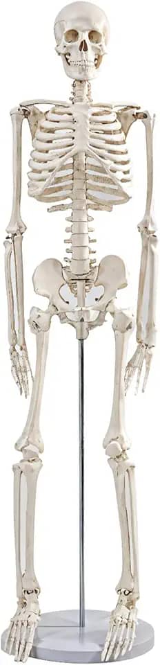 Mini esqueleto de 91 cm, modelo de anatomia humana articulável, ferramenta educacional de estudo universitário e ortopedia, suporte de metal e tabela de esqueleto incluídos