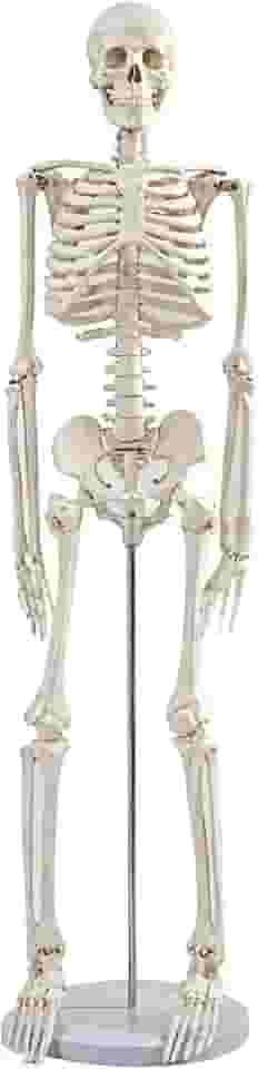 Mini esqueleto de 91 cm, modelo de anatomia humana articulável, ferramenta educacional de estudo universitário e ortopedia, suporte de metal e tabela de esqueleto incluídos