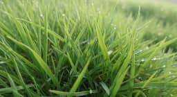 Sementes de Grama Batatais, 1kg, Cobertura 100m², Gramado Rústico e Resistente, Verde
