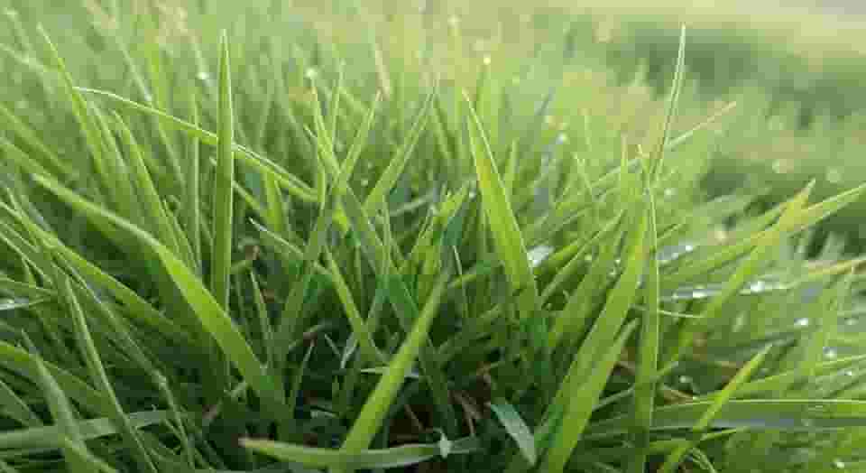 Sementes de Grama Batatais, 1kg, Cobertura 100m², Gramado Rústico e Resistente, Verde