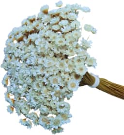 Sempre Viva Branca Natural, Flores tipo 1 extra , kit com ate 1.200 flores 8 buquês (2)