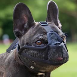 Focinheira Ajustável para Cachorro de Focinho Curto Bulldog, Shih Tzu, Pug, Pequinês e outras raças semelhantes, Máscara Confeccionada em Malha de Nylon Mácia e Resitente (Preto, M)