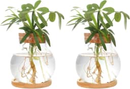 CHPINDAM Estação de propagação de plantas, potes de vaso de vidro hidropônico, com pires de madeira para mesas, casas, decorações de jardim, decorações de cozinha doméstica e presentes para amantes de