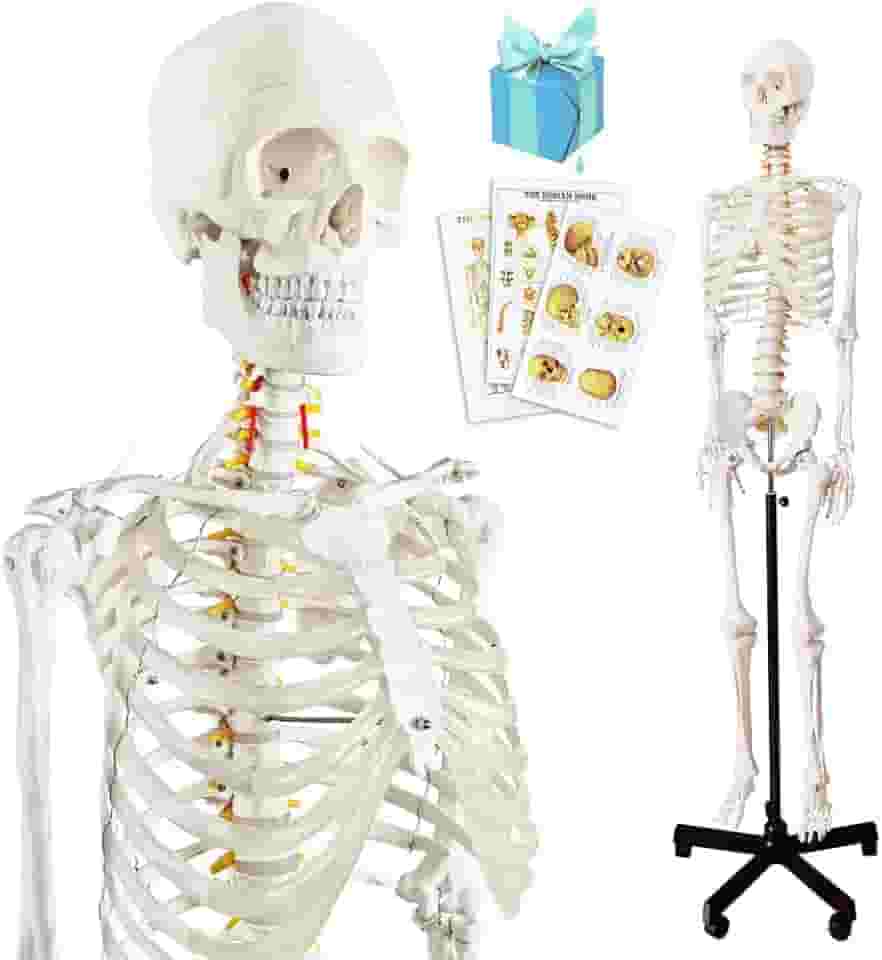 Modelo de esqueleto humano anatômico médico 2024, modelo de esqueleto humano em tamanho real com sistema nervoso 179,8 cm com suporte para estudo médico e pôsteres coloridos