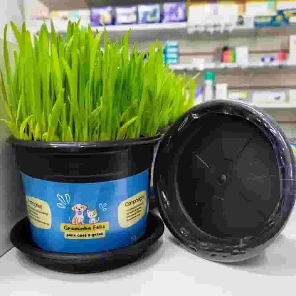 Kit Sementes Graminha para Gatos e Cães - Elimina Bolas de Pelos e Ajuda na digestão