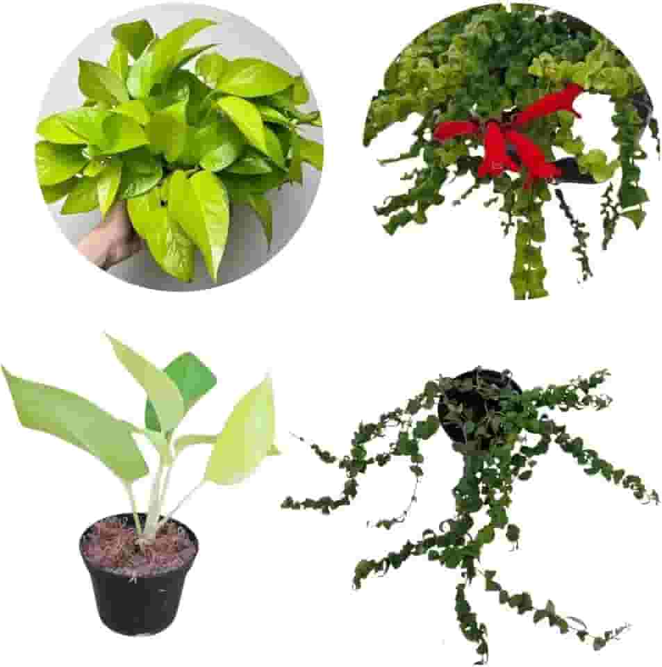 Kit Jiboia Verde Neon Planta Natural Columeia Crespa Dobrada