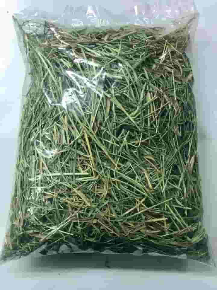 5 KG Feno Tifton 85 Verdinho para Porquinho da India e Roedores