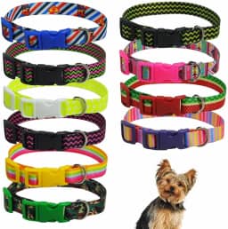 Coleira para pet cachorros filhotes de identificação cartela com 10 unidades