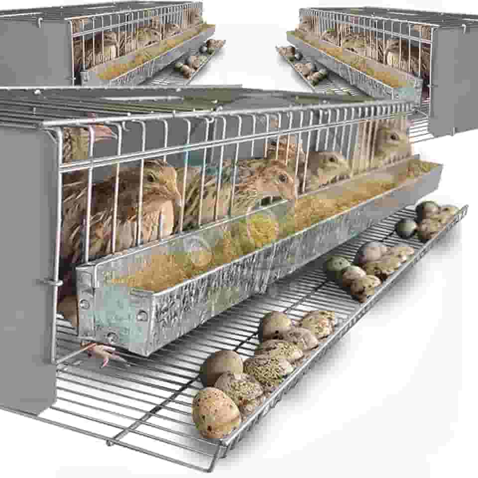 Kit 3 Gaiola Codorna Viveiro Poedeira Total 45 Aves Postura
