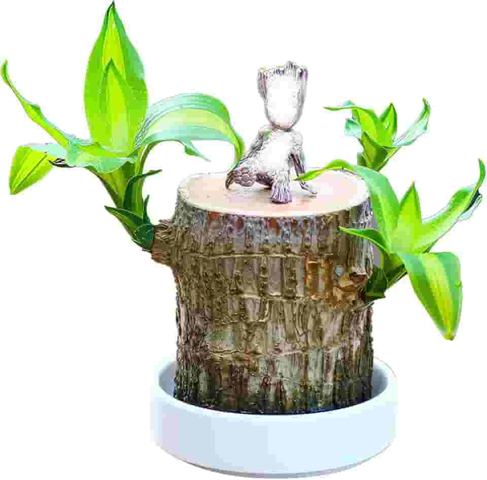 Muzboo Planta de madeira da sorte brasileira – Mini árvore da sorte hidropônica com bandeja de plástico, planta em vaso interno para decoração de mesa, casa ou escritório (1, homem de madeira)
