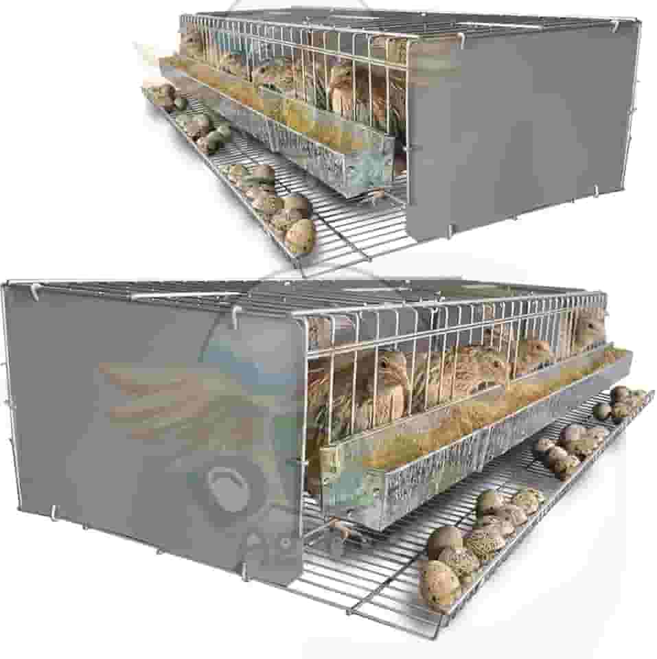 Kit 2 Gaiola Codorna Viveiro Japonesa Postura Ovos 30 Aves Poedeira