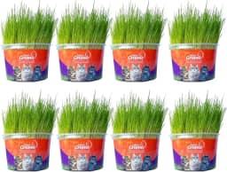 Kit Graminha Petisco Para Gatos - Graminha Digestiva 100% Natural - Mister Grama (8 unidades)