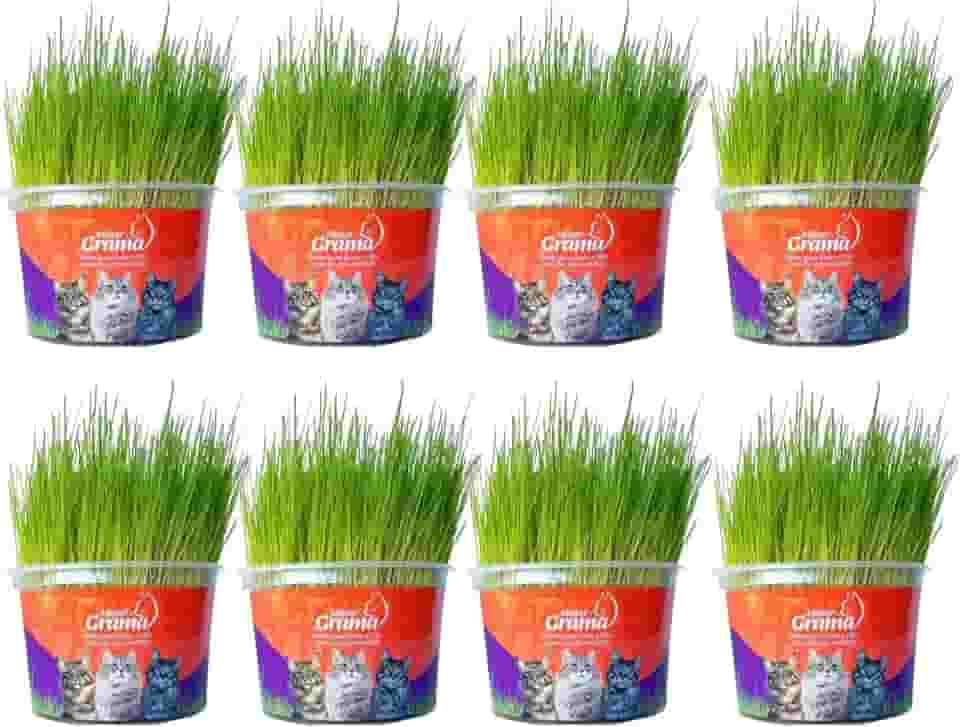 Kit Graminha Petisco Para Gatos - Graminha Digestiva 100% Natural - Mister Grama (8 unidades)