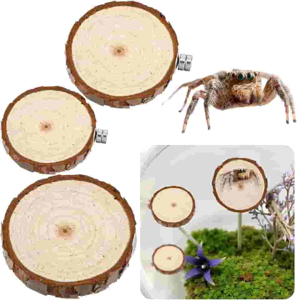 Pacote com 3 compartimentos para aranhas saltadoras, aranhas saltadoras arredondadas, escadas, acessórios para aranhas saltadoras, decoração de habitat para pequenos bichos leves
