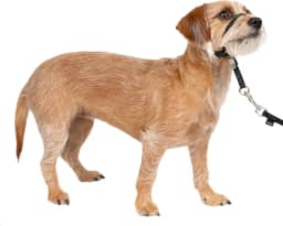 PetSafe Coleira de cabeça suave Leader, coleira de cachorro sem puxar, perfeita para treinamento de coleira e arreio – impede que animais de estimação puxem e asfixia em caminhadas – pequena, preta